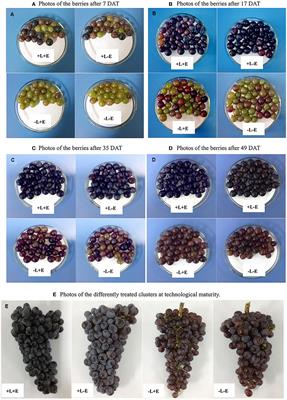 Light influences the effect of exogenous ethylene on the phenolic composition of Cabernet Sauvignon grapes